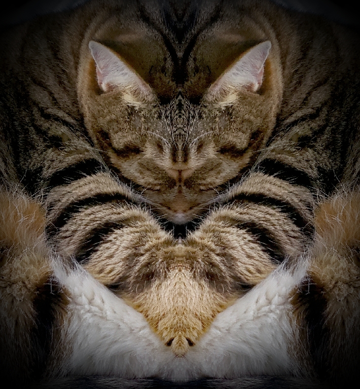 Manipulated Art In Class B By Shelby Lukowski For Inverted Crazy Cat FEB-2019.jpg